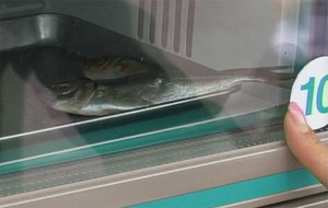 вендинговые автоматы стали продавать живую рыбу